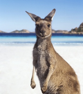 East Coast Australia beach kangaroo