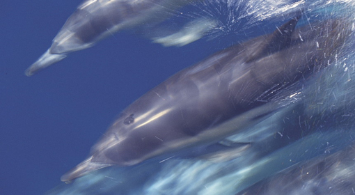 East Coast Australia dolphins