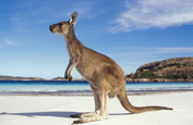beach kangaroo