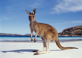 beach kangaroo