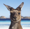 beach kangaroo