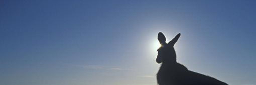 East Coast Australia beach kangaroo