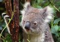 East Coast Australia koala