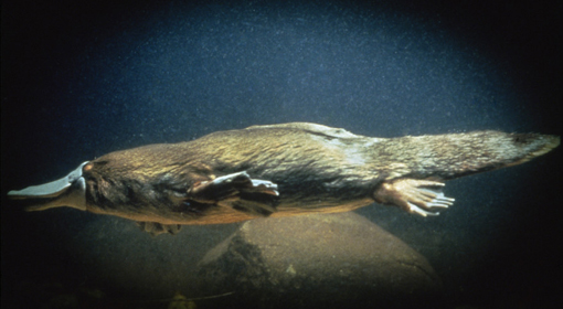 East Coast Australia platypus